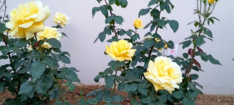 "spyros" 1-room Apartment - Simple, Cozy, Close to the Beach, Garden