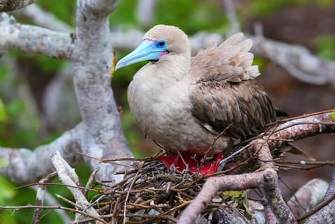Galapagos Adventure: Northern Islands (Grand Daphne)