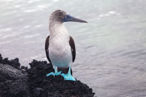 Treasures of Galapagos: Western & Central Islands (Grand Queen Beatriz)