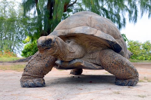 Galapagos Encounter: Southern Islands (Grand Queen Beatriz)
