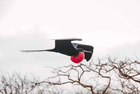 Galapagos Encounter: Southern Islands (Grand Queen Beatriz)