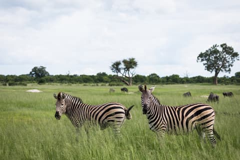 Southern Africa Safari