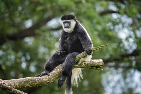 Uganda Gorilla Short Break: Original