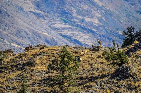 Georgia & Armenia Explorer
