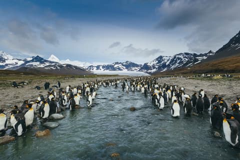 Falklands, South Georgia and Antarctica: Explorers and Kings