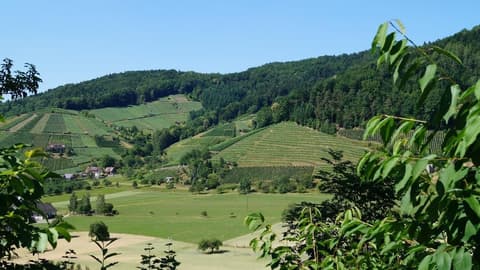 Schwarzenberg's Traube, 