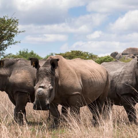 Journeys: The Great Southern Africa Safari