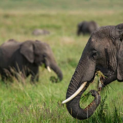 Kenya to Uganda Overland Safari with Participation Camping