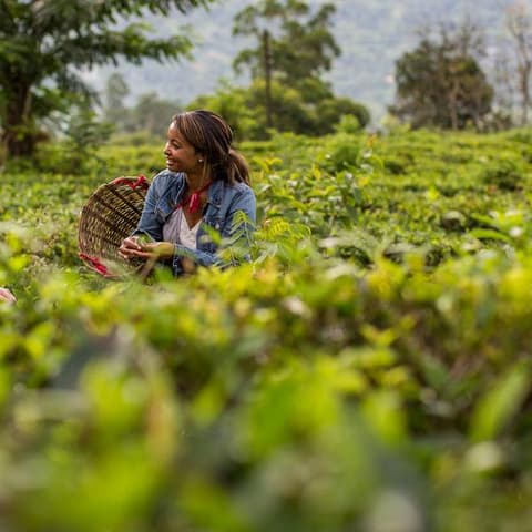 India to Sri Lanka: The Pink City & Spice Gardens