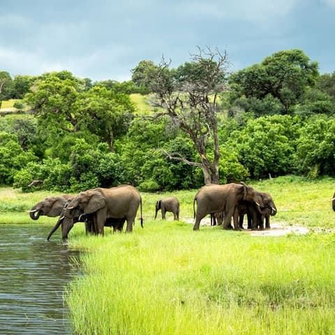 Zimbabwe & Botswana Safari: Victoria Falls & The Big Five