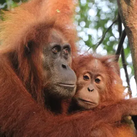 Sumatra’s Wild Side: Orangutans, Rivers & Rural Life