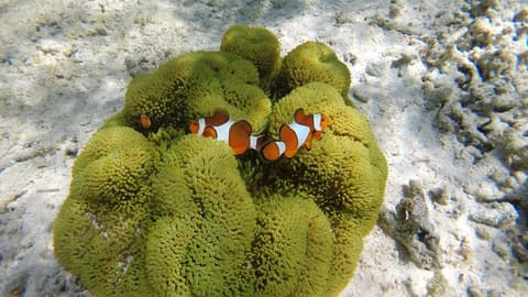 Classic Bali & Komodo Island