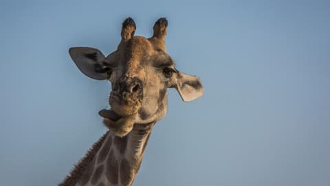 Victoria Falls to South Africa Overland Safari & Participation Camping