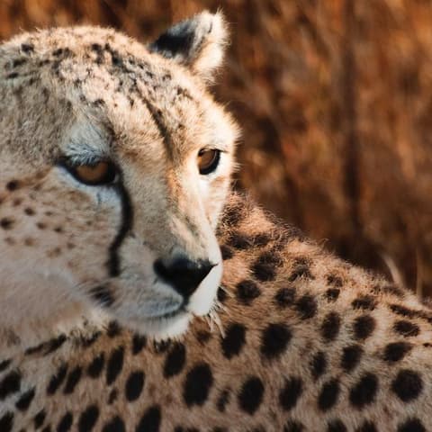 East Africa: Safari Drives, Mountain Hikes & Chimp Trekking