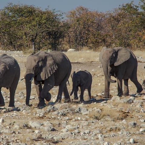Delta & Falls Westbound: Natural Wonders & Wildlife