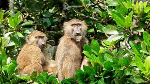 East Africa In-Depth