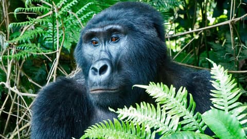 Masai Mara & Gorilla Adventure