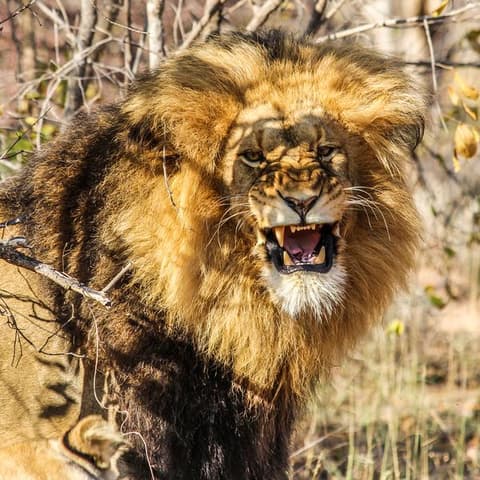 Kruger, Falls & Zimbabwe: Mineral Pools & National Parks