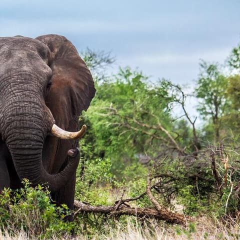 Journeys: Discover Kruger & Namibia