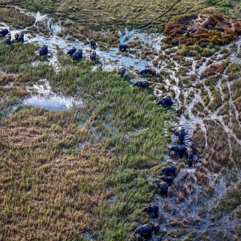 Journeys: Southern Africa Safari Experience