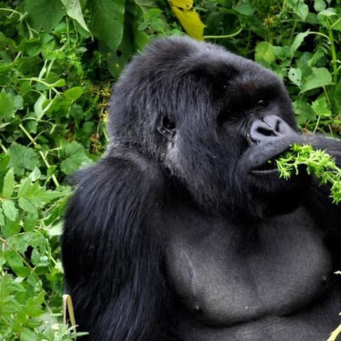 Journeys: Legendary Wildlife of Rwanda & Kenya