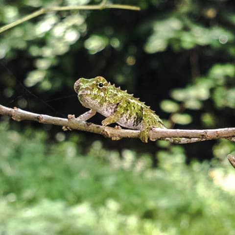 Highlights of Madagascar