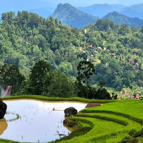 Sulawesi Adventure: The Culture of Tana Toraja