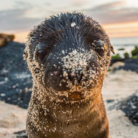 Galápagos – West and Central Islands aboard the Reina Silvia Voyager