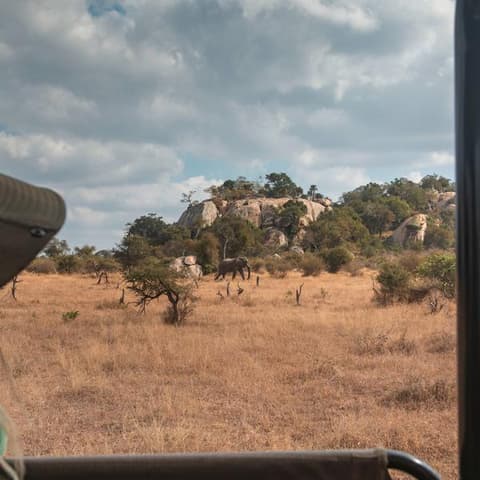 Southern Africa: National Parks of Zimbabwe & Kruger Wildlife Tracking
