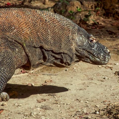 Indonesia: Java, Bali & Komodo Island