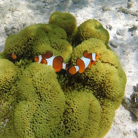 Classic Bali & Komodo Island