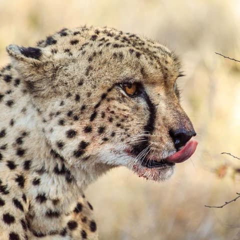 Best of South Africa