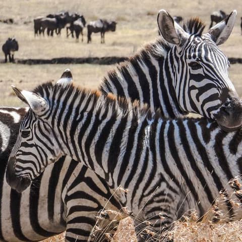 Kenya Camping Safari