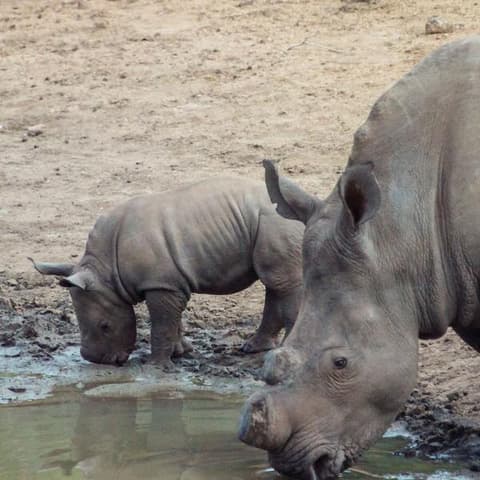 Southern Africa Overland Safari & Participation Camping