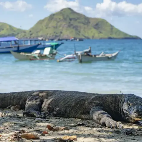 Bali to Flores: Trails, Tribal Villages & Dragon Lagoons