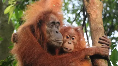 Sumatra’s Wild Side: Orangutans, Rivers & Rural Life