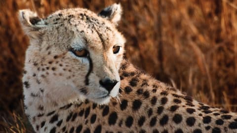 East Africa: Safari Drives, Mountain Hikes & Chimp Trekking