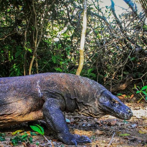 Indonesia: Bali & Komodo Island