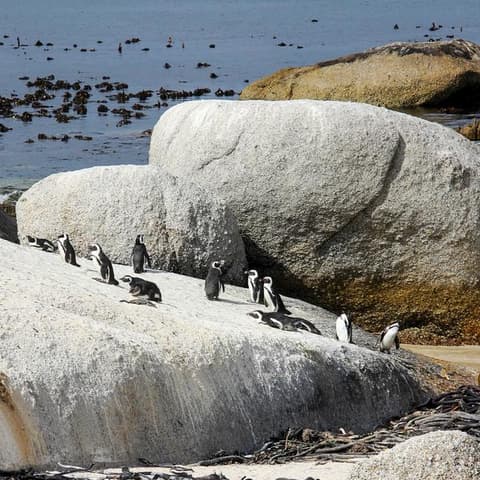 Solo-ish South Africa