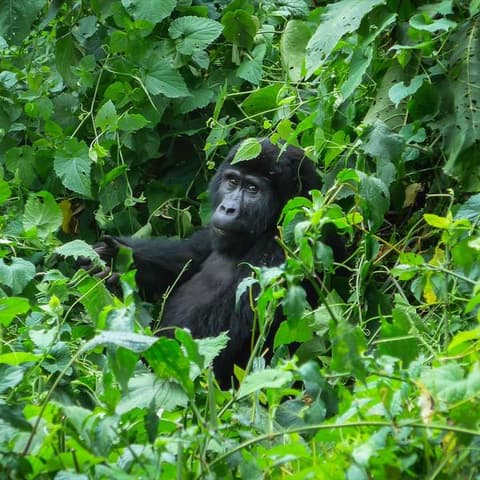 Gorillas of Uganda Overland Safari & Participation Camping
