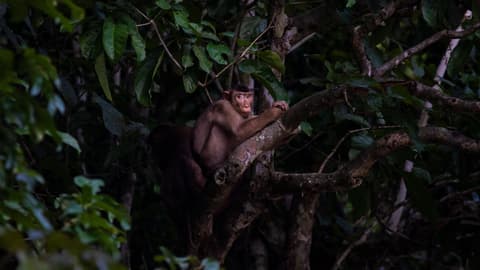 Borneo – East Sabah Adventure