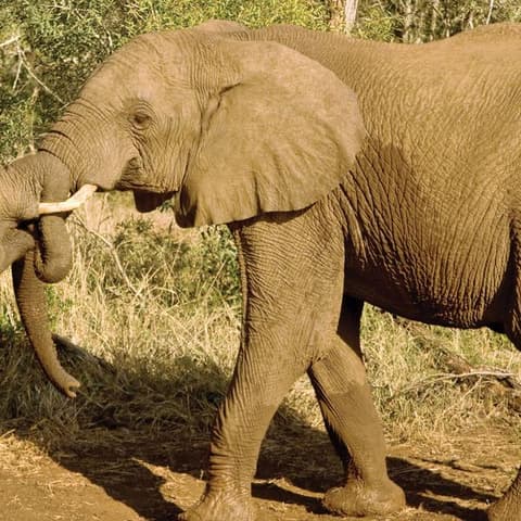 Journeys: Kenya Safari Experience