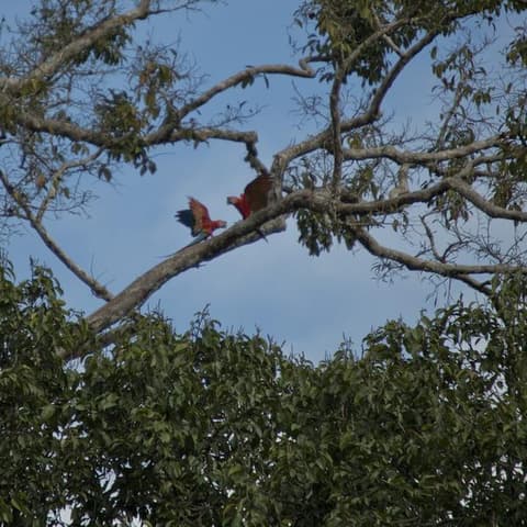 Local Living Ecuador—Amazon Jungle