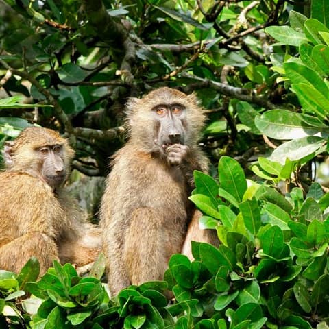 East Africa In-Depth