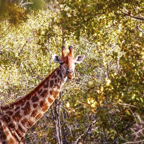 South Africa & Zimbabwe Discovery: Kruger to Victoria Falls