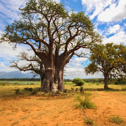 Kruger Safari & The Garden Route