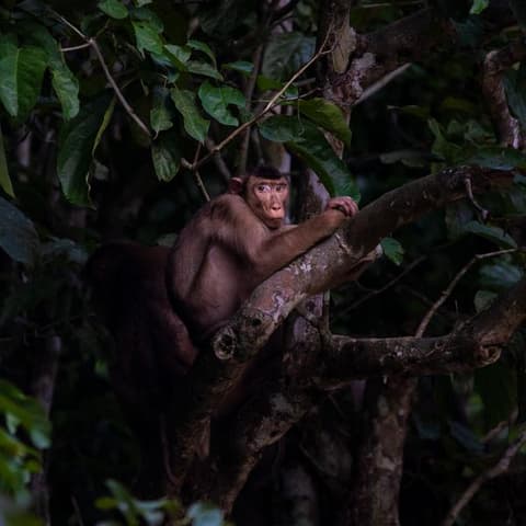 Borneo – East Sabah Adventure