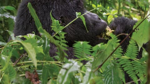 Journeys: Wild Encounters in Rwanda