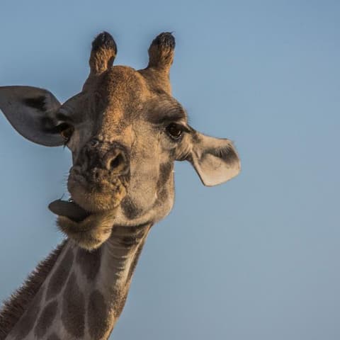 Victoria Falls to South Africa Overland Safari & Participation Camping