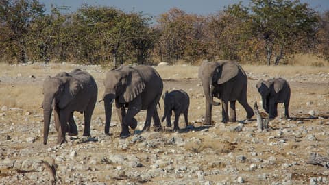 Delta & Falls Westbound: Natural Wonders & Wildlife